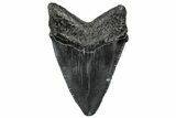 Serrated, Juvenile Megalodon Tooth - South Carolina #302137-1